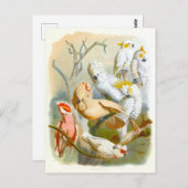 Vintage Cockatoos Illustration Briefkaart (Voorkant / Achterkant)