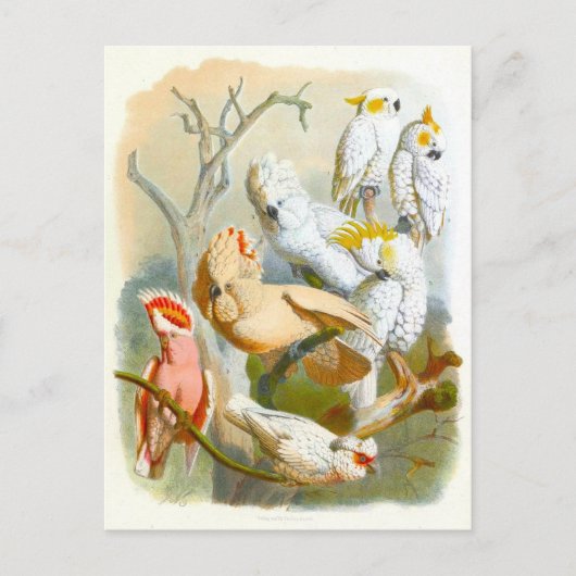 Vintage Cockatoos Illustration Briefkaart (Voorkant)