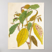 Vintage Cocoa Plant Botanical Illustration Poster (Voorkant)