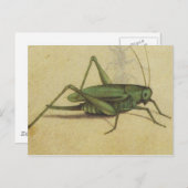 Vintage Cricket Insect Briefkaart (Voorkant / Achterkant)