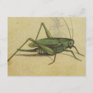 Vintage Cricket Insect Briefkaart