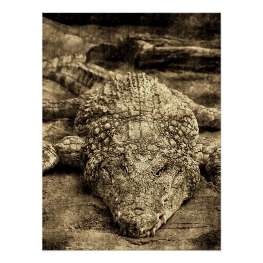 Vintage Crocodile Perfect Poster (Voorkant)