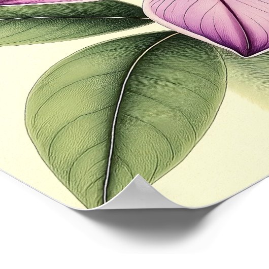 Vintage Crocus on Weathered Paper Poster (Hoek)