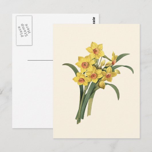 Vintage Daffodils Briefkaart (Voorkant / Achterkant)