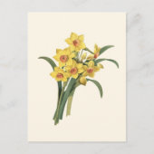 Vintage Daffodils Briefkaart (Voorkant)