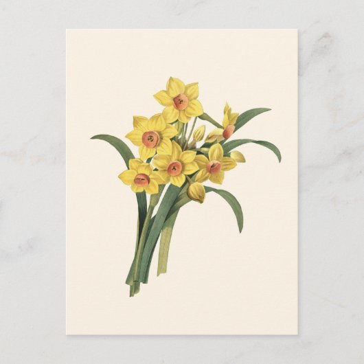 Vintage Daffodils Briefkaart (Voorkant)