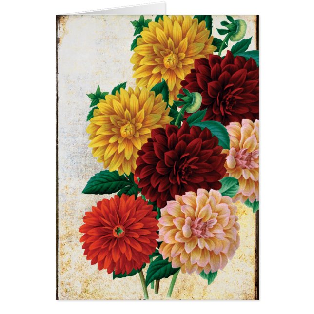 Vintage Dahlias (Voorkant)