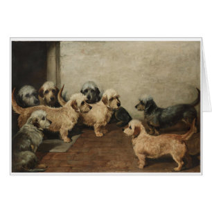 Vintage - Dandie Dinmont Terrier Dogs