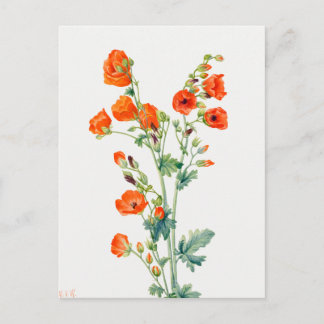Vintage Desert Globemallow Botanical Illustration Briefkaart