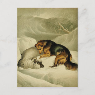 Vintage die schilderen: Duitse herder in de Sneeuw Briefkaart