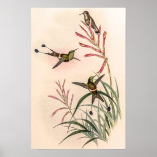 Vintage Discosura Longicauda vogels door John Goul Poster