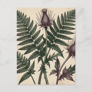 Vintage Distel en Varens Botanisch Briefkaart