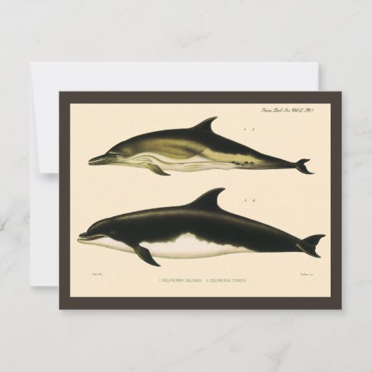 Vintage dolfijnen, zeezoogdieren dieren (Voorkant)