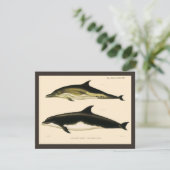 Vintage dolfijnen, zeezoogdieren dieren (Staand voorkant)