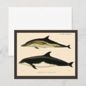 Vintage dolfijnen, zeezoogdieren dieren (Voorkant / Achterkant)