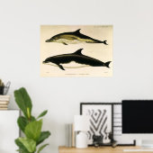 Vintage dolfijnen, zeezoogdieren dieren poster (Thuiskantoor)