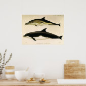 Vintage dolfijnen, zeezoogdieren dieren poster (Keuken)