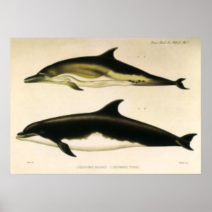 Vintage dolfijnen, zeezoogdieren dieren poster