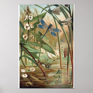 Vintage dragonfly Illustration Poster