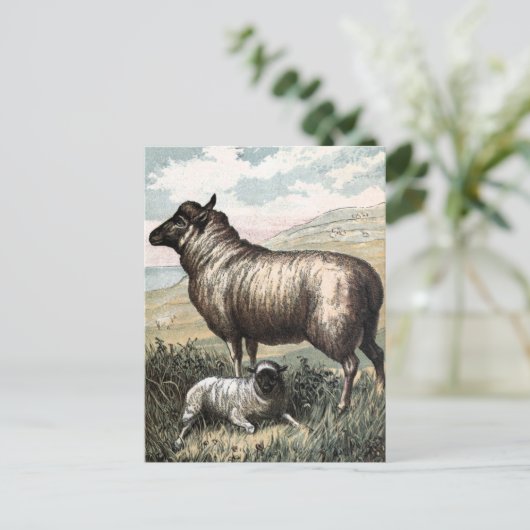 Vintage Drawing: Blackhead Persian Sheep Briefkaart (Staand voorkant)