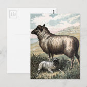 Vintage Drawing: Blackhead Persian Sheep Briefkaart (Voorkant / Achterkant)