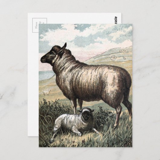 Vintage Drawing: Blackhead Persian Sheep Briefkaart (Voorkant / Achterkant)