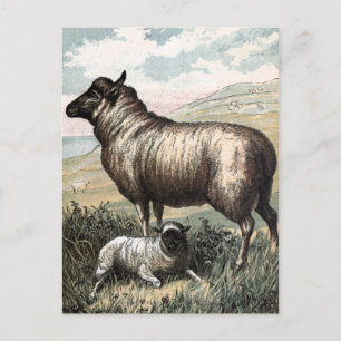 Vintage Drawing: Blackhead Persian Sheep Briefkaart