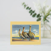 Vintage drie musketiers pelikanen uit Florida Briefkaart (Staand voorkant)