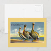 Vintage drie musketiers pelikanen uit Florida Briefkaart (Voorkant / Achterkant)