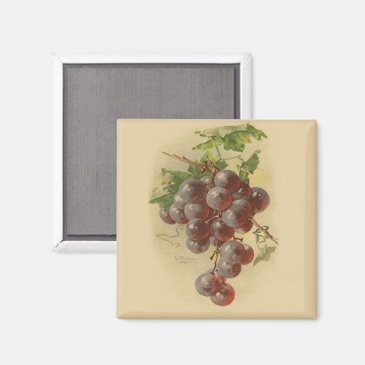 Vintage druiven magneet (Voorkant / Achterkant)