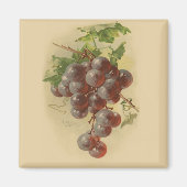 Vintage druiven magneet (Voorkant)