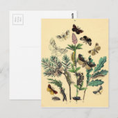 Vintage Druk - Boheemse Motten & Vlinders Briefkaart (Voorkant / Achterkant)