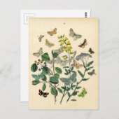 Vintage Druk - Lepidoptera - Motten & Vlinders Briefkaart (Voorkant / Achterkant)