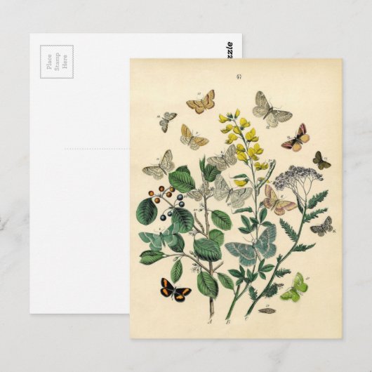Vintage Druk - Lepidoptera - Motten & Vlinders Briefkaart (Voorkant / Achterkant)