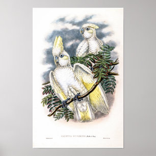 Vintage Ducorps's Kaketoe door John Gould Poster