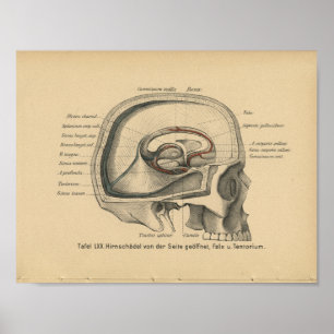Vintage Duitse anatomieprent schedel uit 1888 Poster