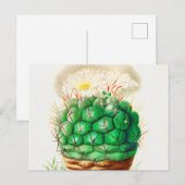 Vintage Echinocactus Cactus geïllustreerd Briefkaart (Voorkant / Achterkant)