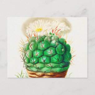 Vintage Echinocactus Cactus geïllustreerd Briefkaart