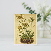Vintage Edelweiss Briefkaart (Staand voorkant)