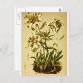 Vintage Edelweiss Briefkaart (Voorkant / Achterkant)