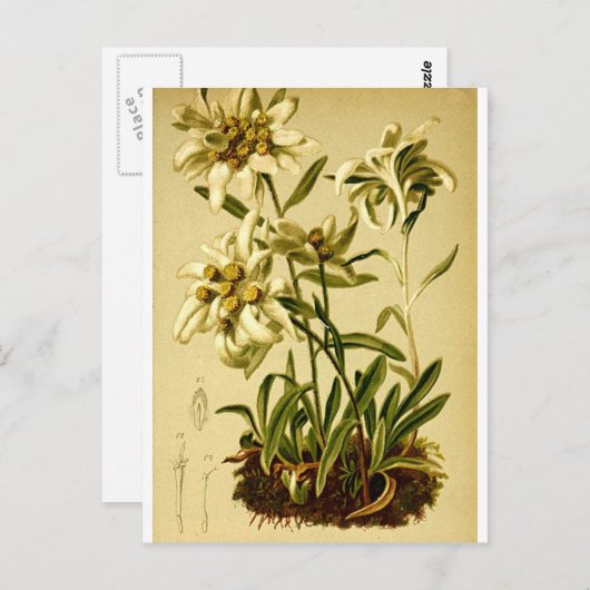 Vintage Edelweiss Briefkaart (Voorkant / Achterkant)