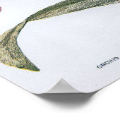 Vintage Edwardian Orchid Poster (Hoek)