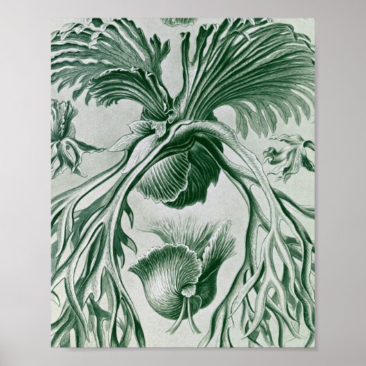 Vintage Eikvarens Botanische Illustratie Poster (Voorkant)