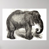 Vintage Elephant Illustration (1891) Poster (Voorkant)