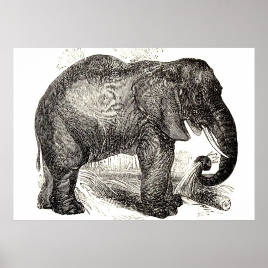 Vintage Elephant Illustration (1891) Poster (Voorkant)