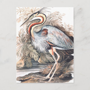 Vintage Elizabeth Gwillim Paars Heron   Briefkaart