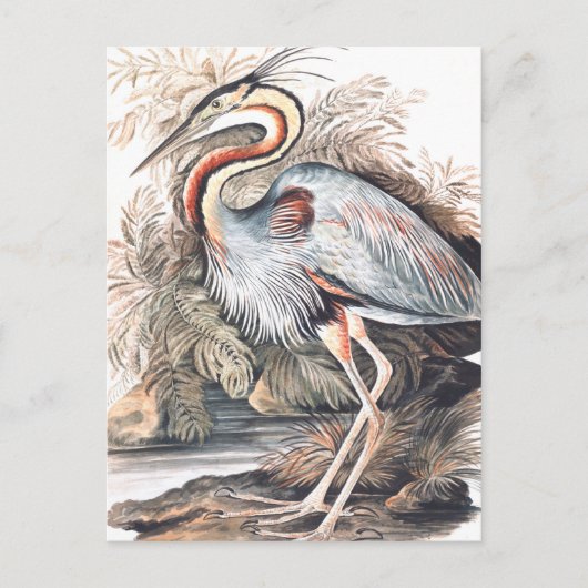 Vintage Elizabeth Gwillim Paars Heron   Briefkaart (Voorkant)