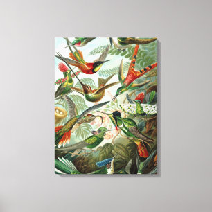Vintage Ernst Haeckel Hummingbird Canvas Afdruk