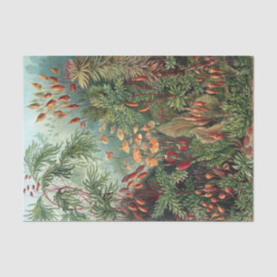 Vintage Ernst Haeckel Moss Poster Tissuepapier