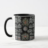 Vintage Ernst Haeckel Stephoidea Mok (Links)
